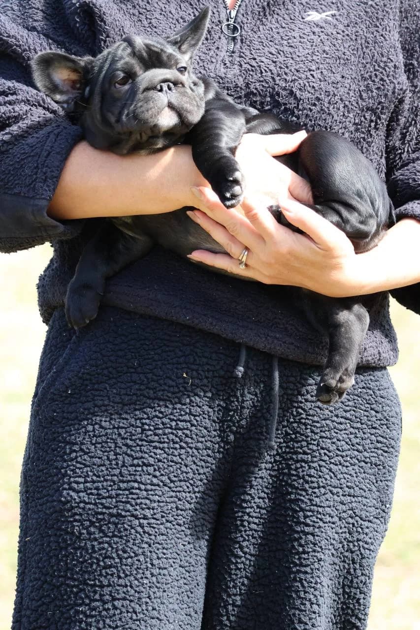 Exotic Bulldog Legacy family with French and English Bulldog puppies in Alabama