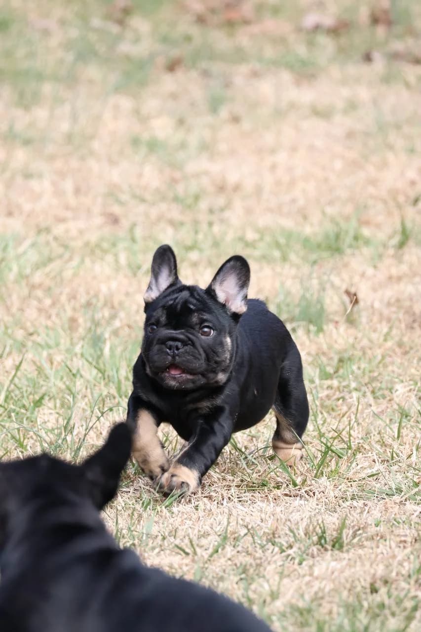 French Bulldog nursery space prepared for litters in Alabama