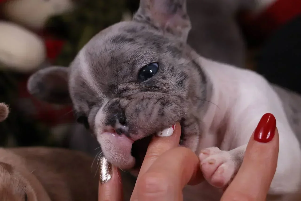 French Bulldog Kussaka