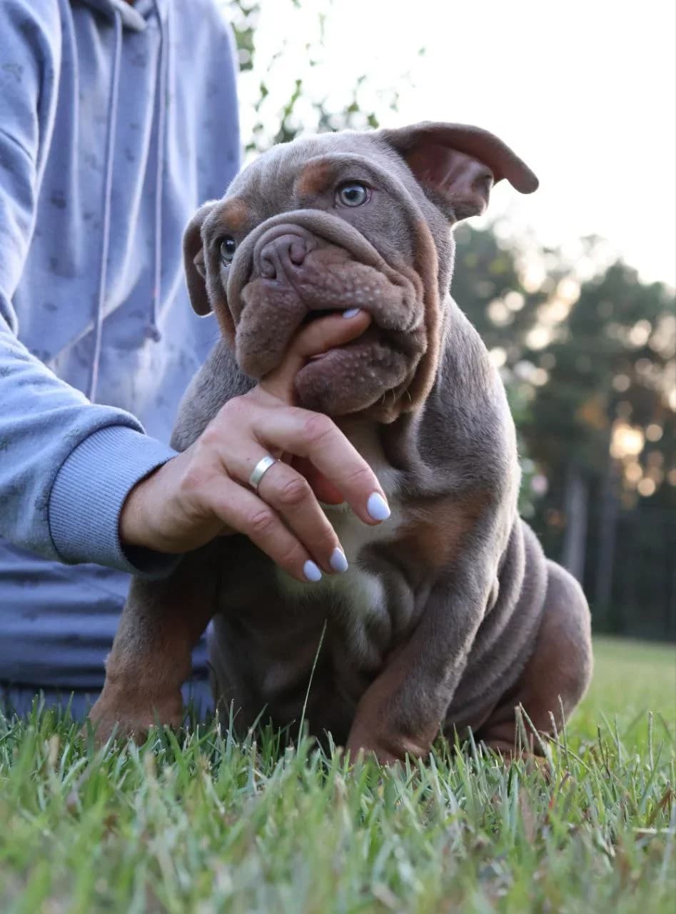 English Bulldog playing