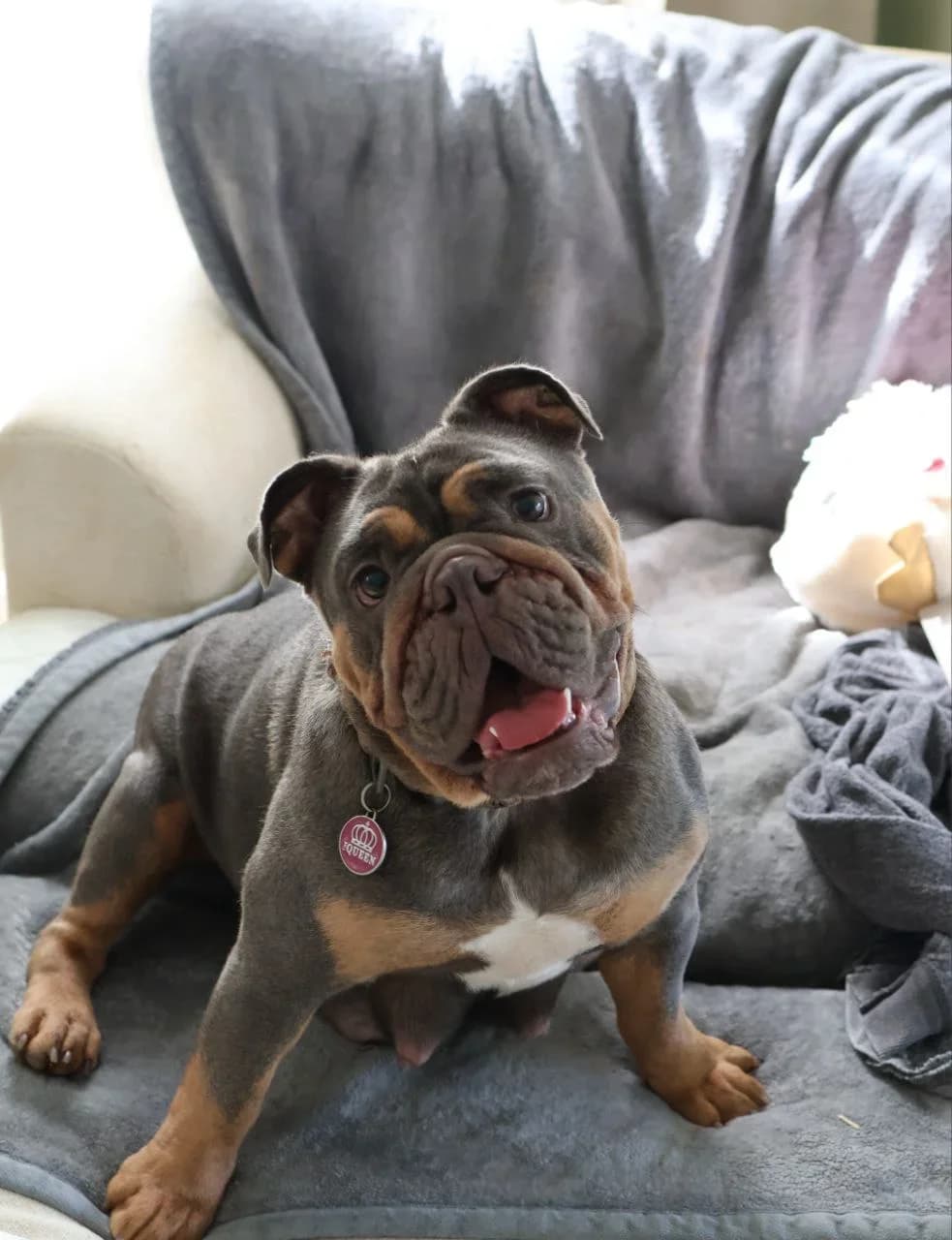 English Bulldog Lizi