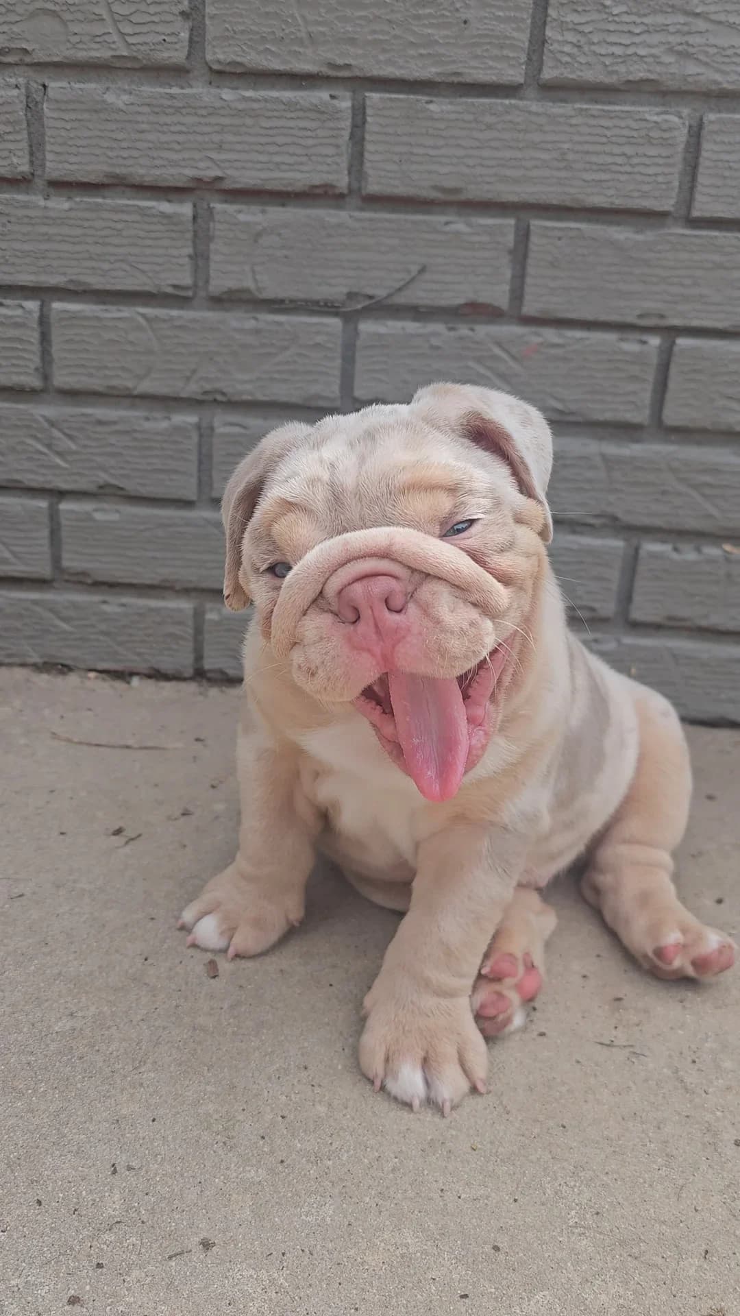 English Bulldog Zevaet