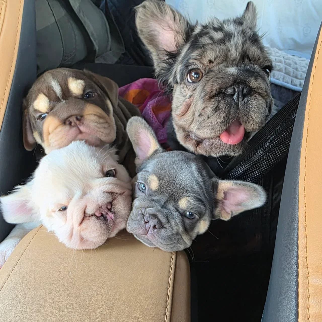 Four French bulldog puppies riding together