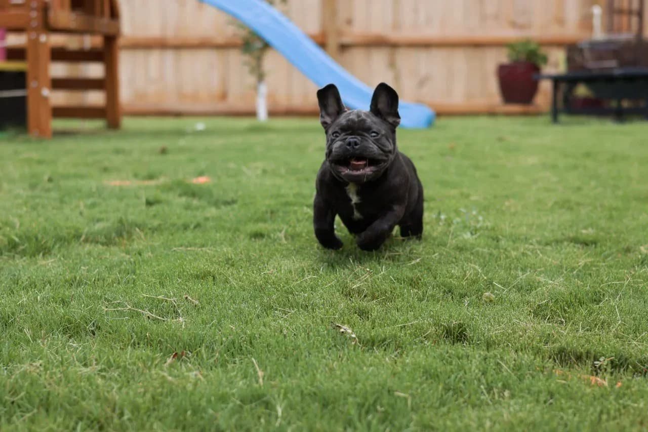 French Bulldog Running