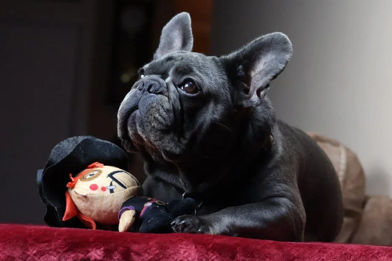 French Bulldog with Toy