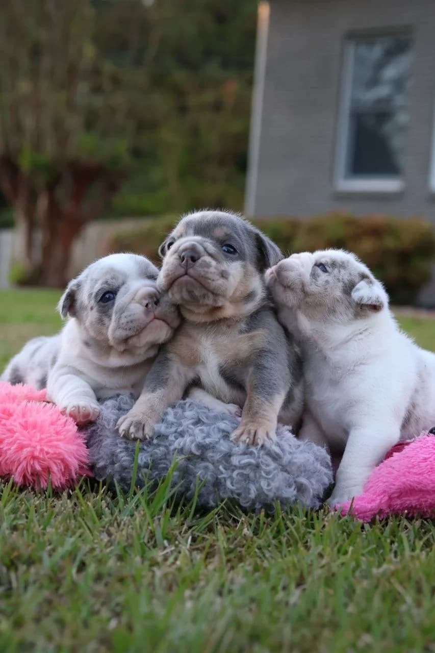 Three bulldog puppies snuggled together outdoors