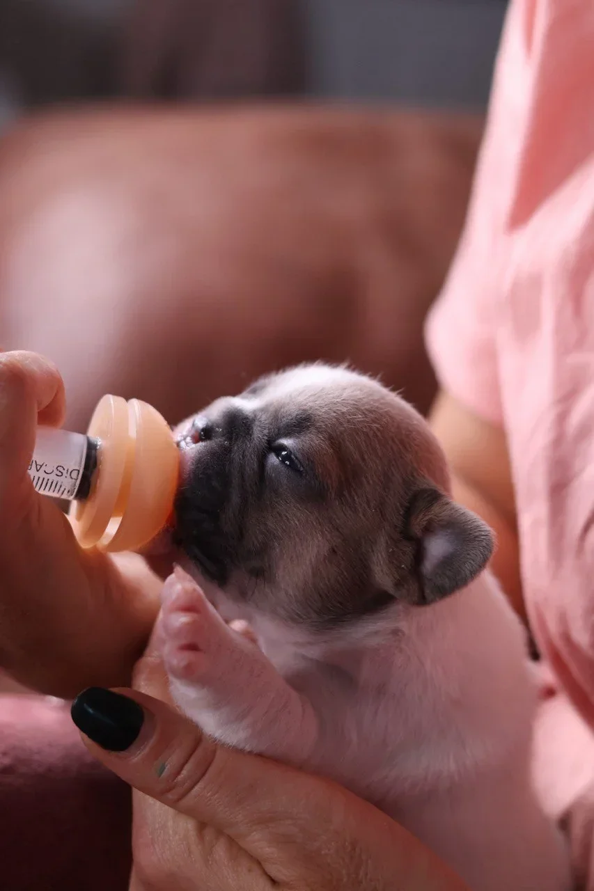 Bulldog Puppy Feeding Time