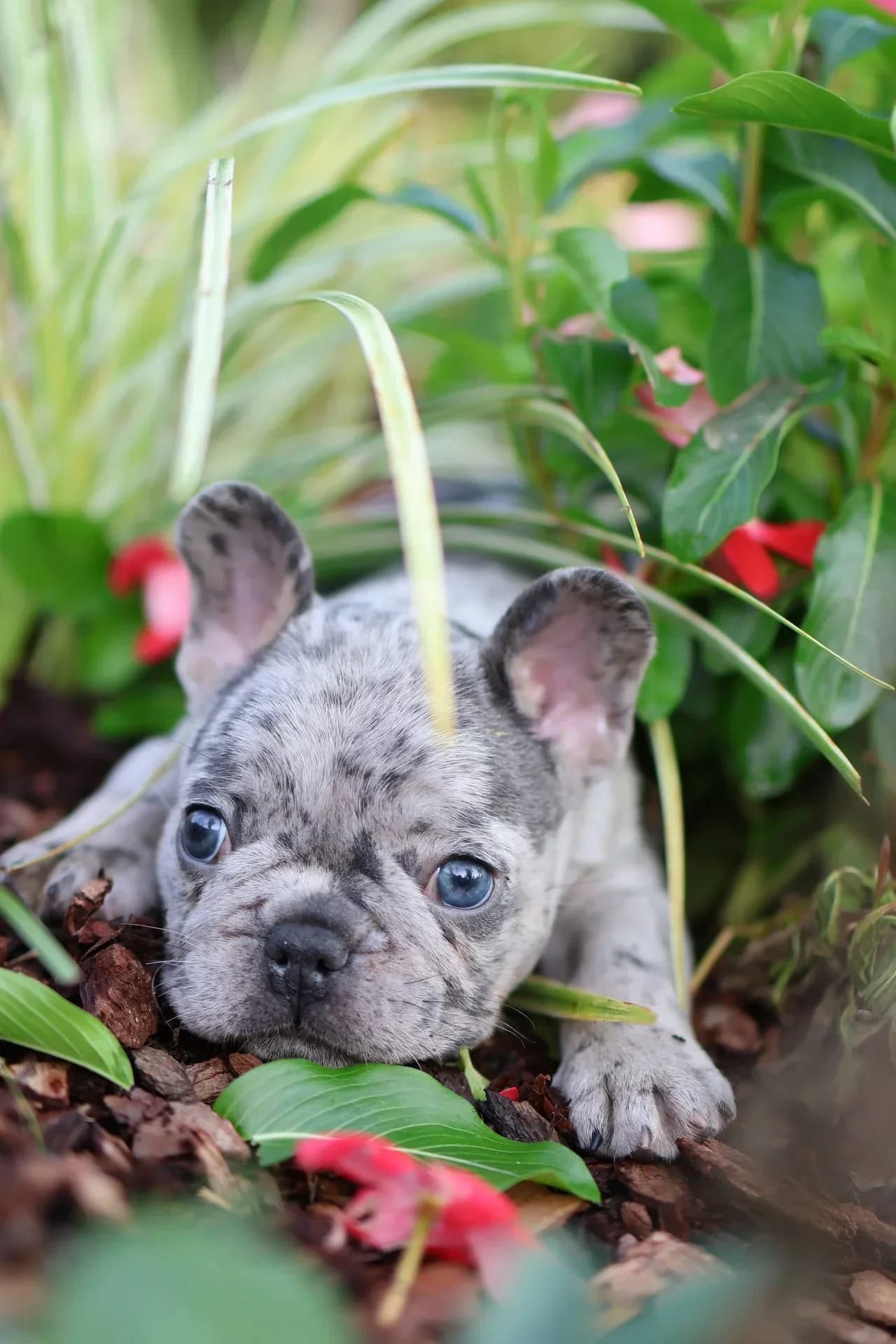 Adorable Bulldog Puppy