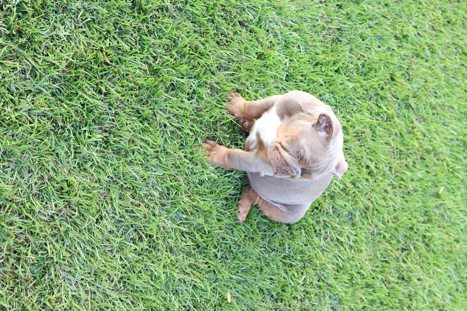 French Bulldog Tommy with owner Anthony D. from Montgomery, AL