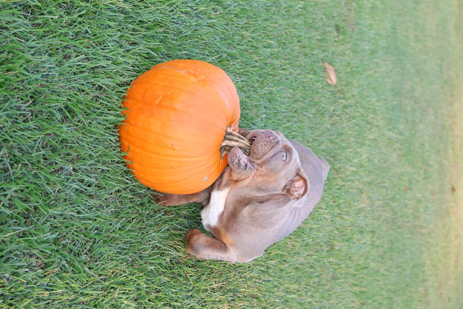 English Bulldog Duke with owners Mark and Lisa P. from Birmingham, AL