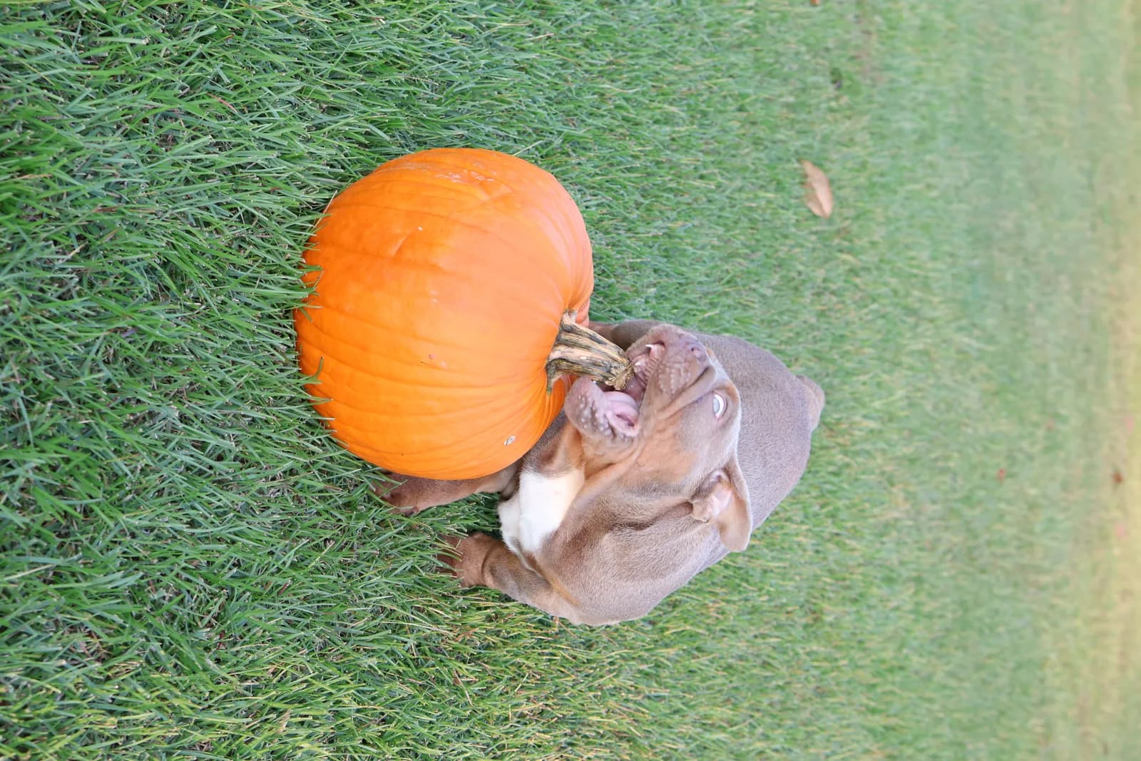 French Bulldog Charlie with owner Sarah W. from Huntsville, AL