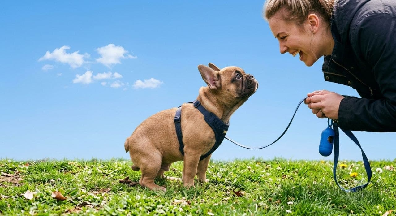 Bulldog puppy learning an indoor potty training routine.