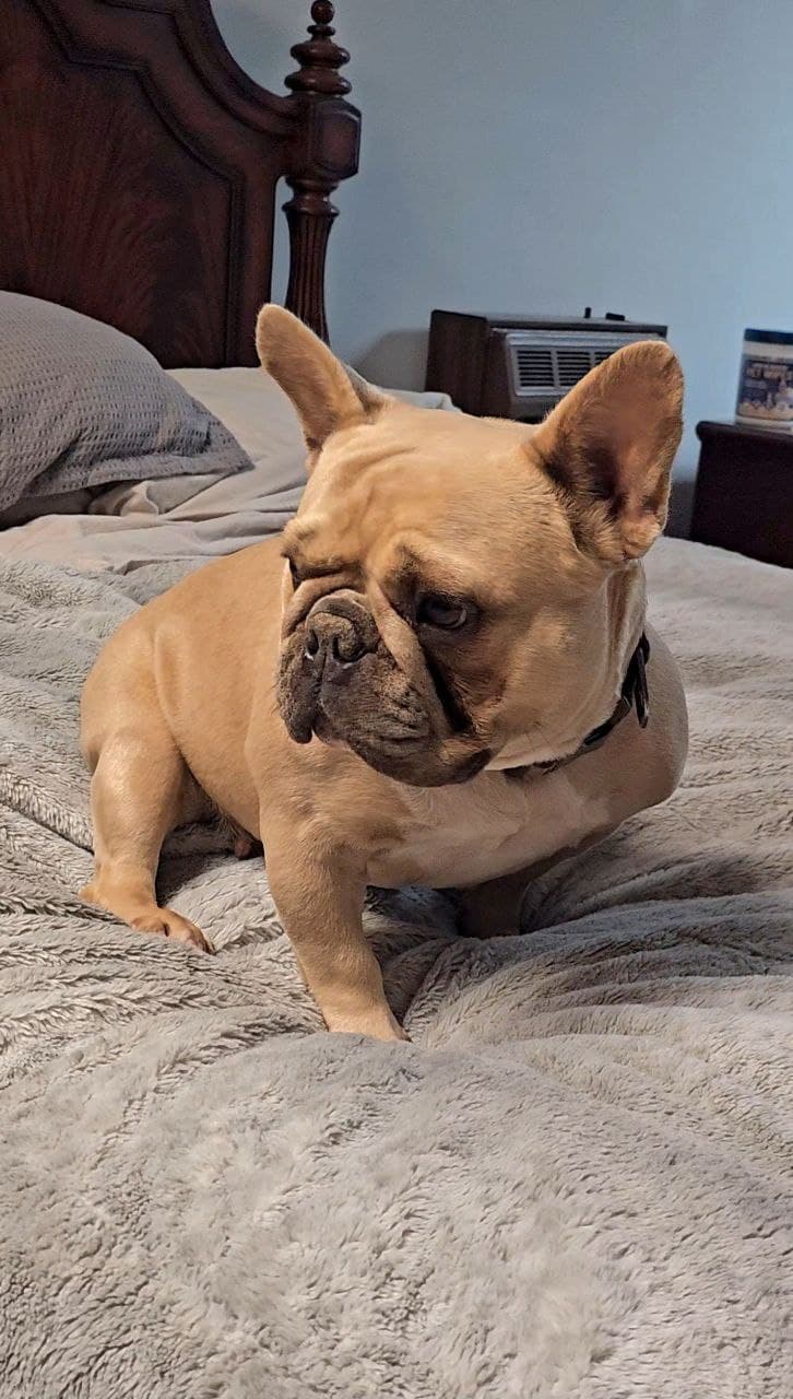 Zarina - The Dam (Mother)