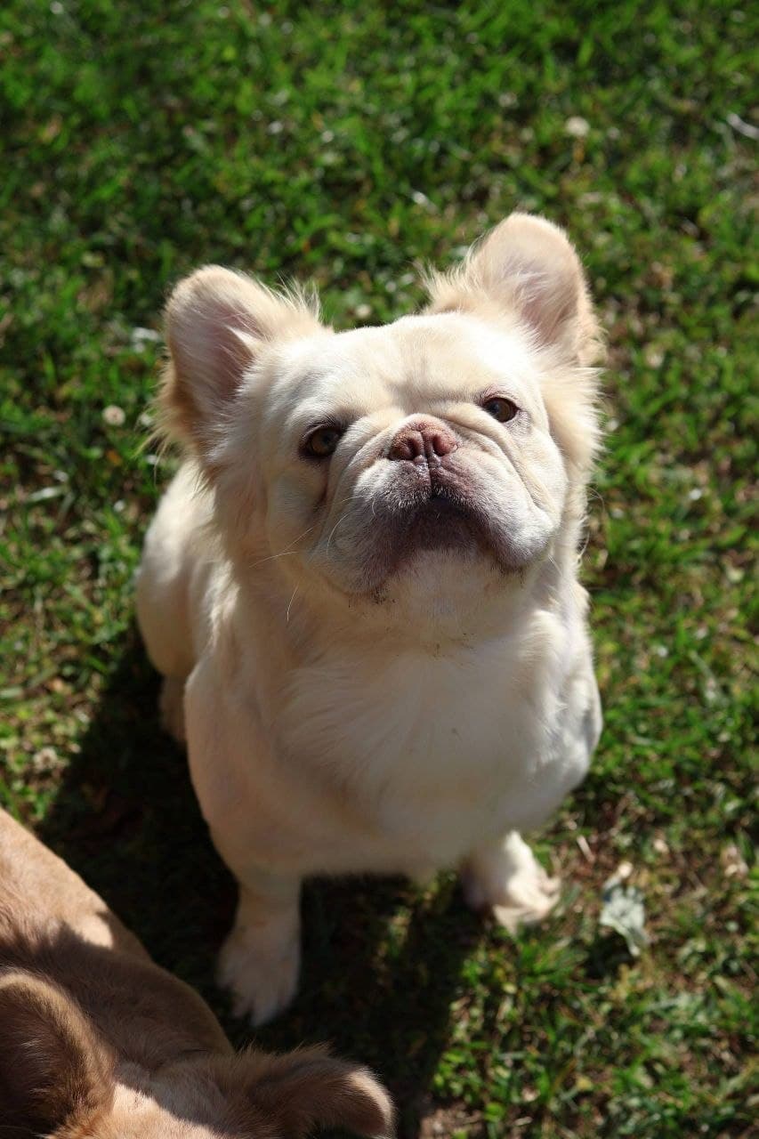 Ace - The Sire (Father)