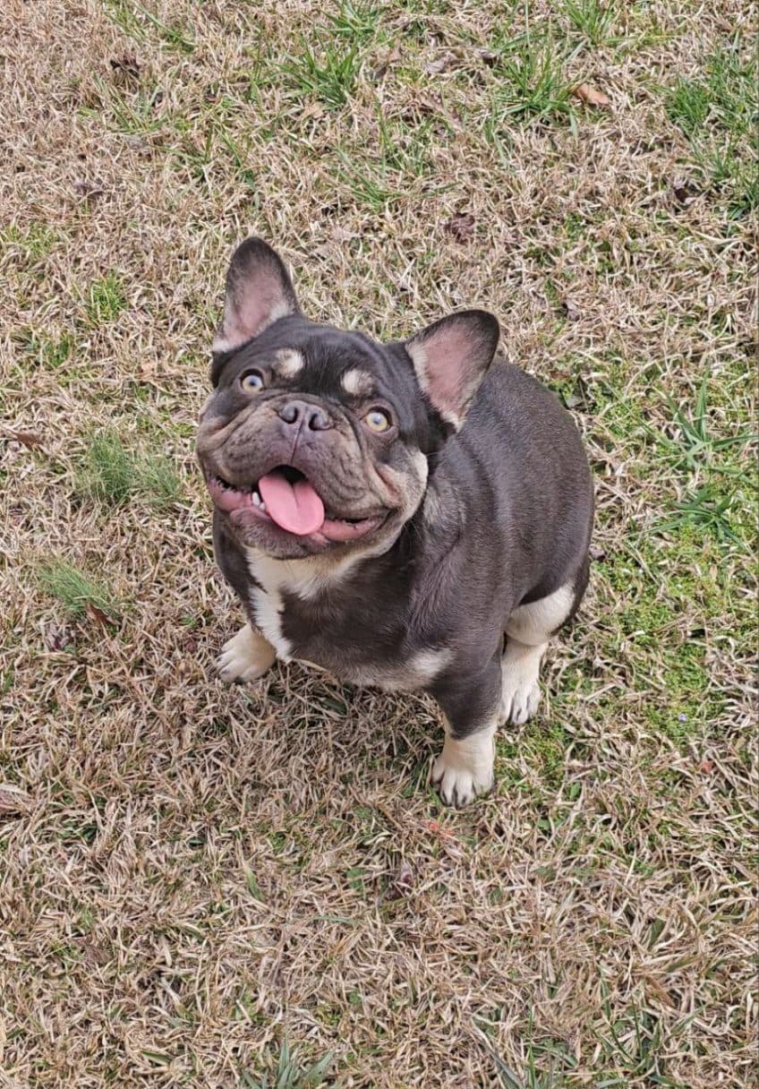 Timon - The Sire (Father)